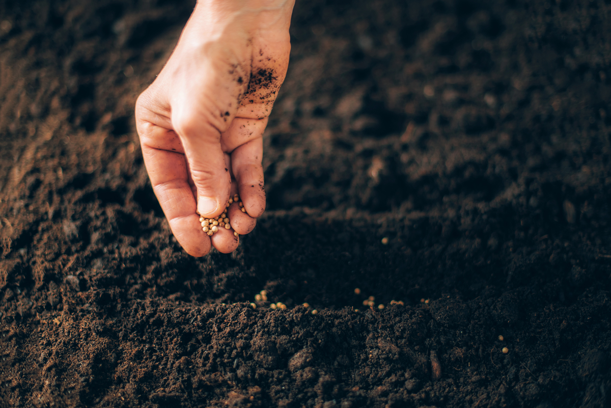 Hand growing seeds on sowing soil. Background with copy space. Agriculture, organic gardening, planting or ecology concept. Sustainable business investment. Gospel spreading.